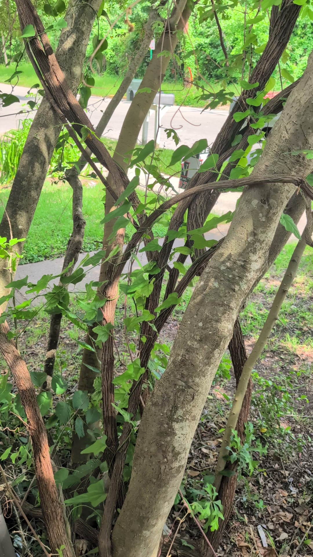 Credit Card Wand